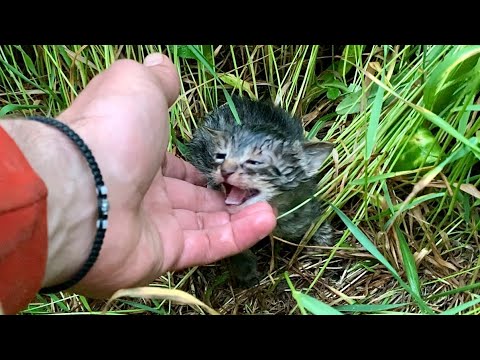 Reacued Abandoned Baby Kittens Thanks To Our Shelter Dogs - YouTube