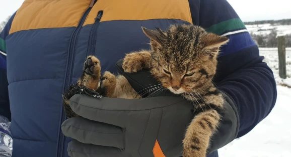 Tiny kitten found lost in the snow turns out to be a rare and endangered Scottish Wildcat