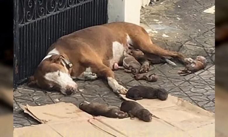 A compassionate dog mom, who delivered her puppies on the street, was rescued along with her precious pups just in the nick of time.