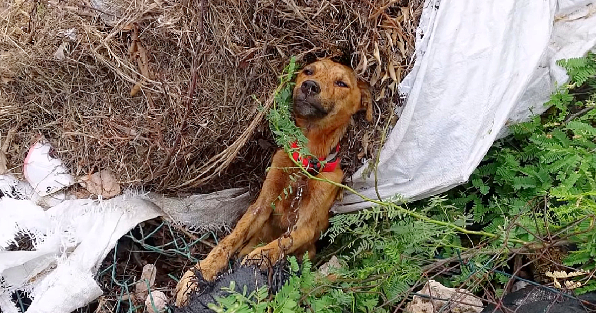 A dying dog abandoned on the roadside finds healing and happiness in the most unexpected of circumstances.