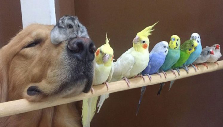 A Golden Retriever, A Hamster And 8 Birds Are Best Friends And Live In Harmony