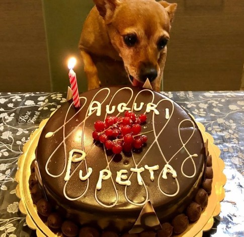 After an agonizing 15-year wait, a profoundly touched dog commemorates his very first birthday with a cake, shedding tears of sheer elation.