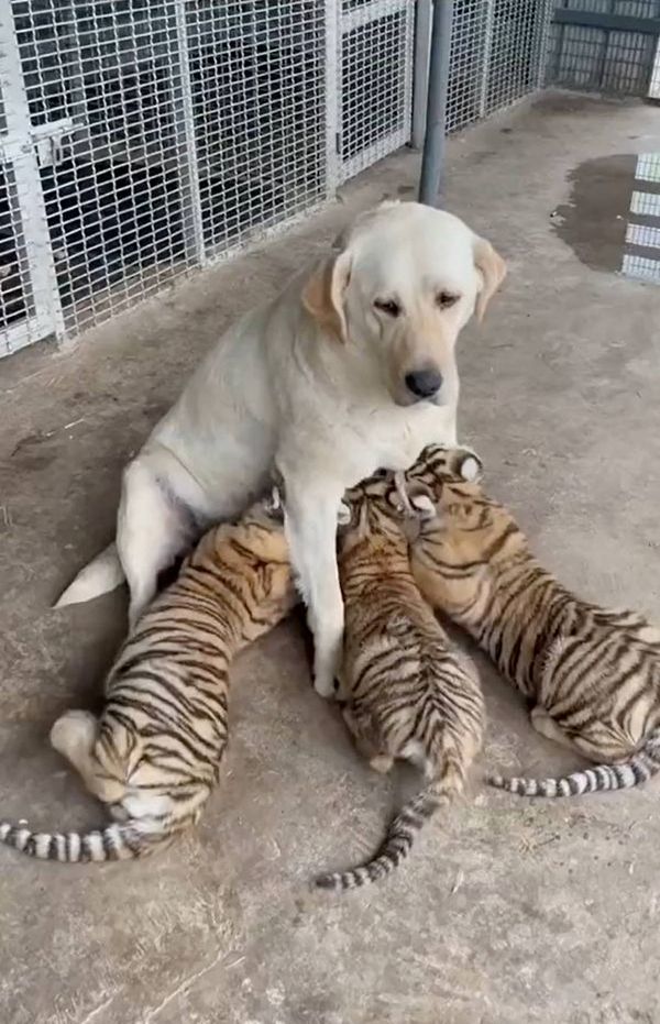 Compassionate mother dog adopts 3 orphan tigers with precious devotion, a very touching story showing deep sympathy.