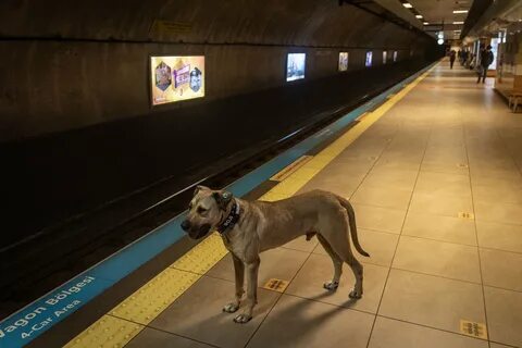 Every day, the dog stands at the subway station waiting for its deceased owner to return home from work, a habit that has touched the hearts of millions of people.