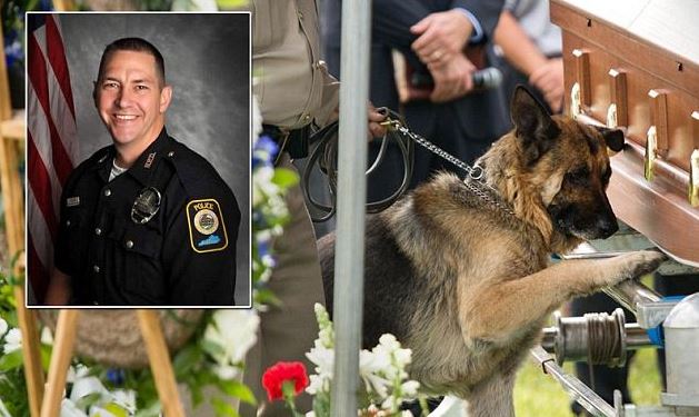 Heartbreaking moment: Loyal dog cried and refused to leave his master’s coffin, making his family and millions of people admire him