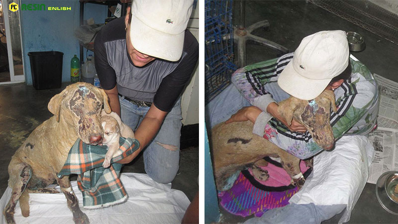 Immense motherly love: Heroic mother dog sacrificed to protect her cubs from a terrible fire in Mexico.