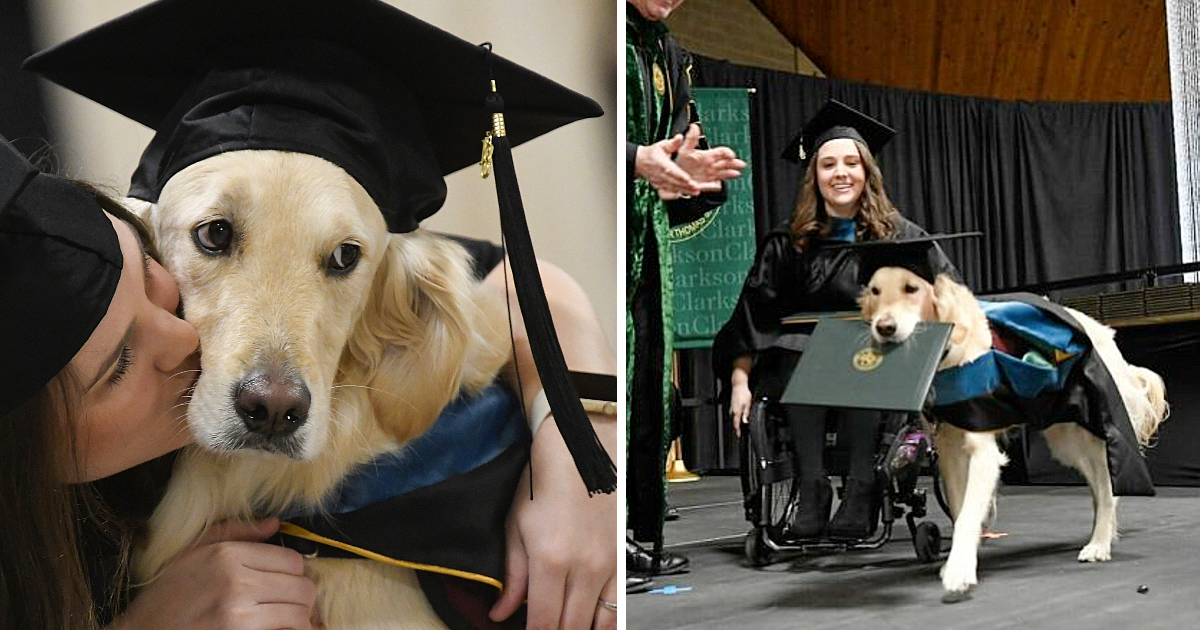 In recognition of his unwavering dedication, the loyal canine, who played a pivotal role in helping his owner graduate, has been awarded an honorary degree, a testament to his extraordinary commitment