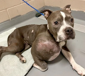 It’s truly heartbreaking to see a Pit Bull with a giant tumor struggling in pain.