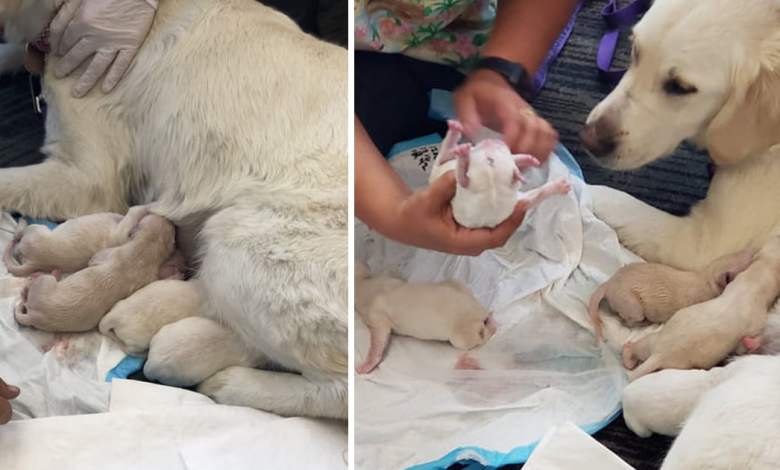 Miracle at the airport: Service dog surprises by giving birth to 8 puppies, creating unforgettable joy for lucky travelers who witness it