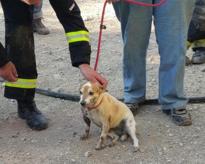 Miraculous rescue: A desperate dog trapped deep underground was rescued in time thanks to everyone’s tireless efforts.