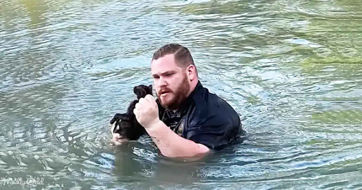 Officer Rescues Cat Stranded on Guadalupe River Log