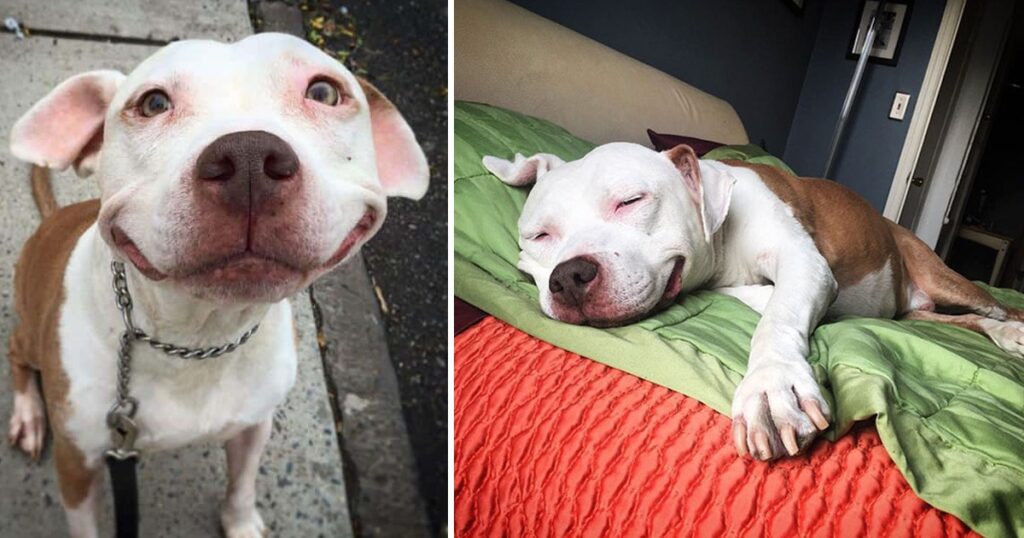 rr1 The formerly homeless Pitbull, now rescued, wears a constant smile after being saved from the challenging life on the streets.