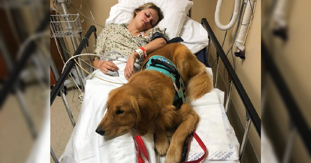 The dog steadfastly stands by his “mother,” tending to her with unwavering devotion until her recovery, exemplifying the deep connection and overflowing affection they share.