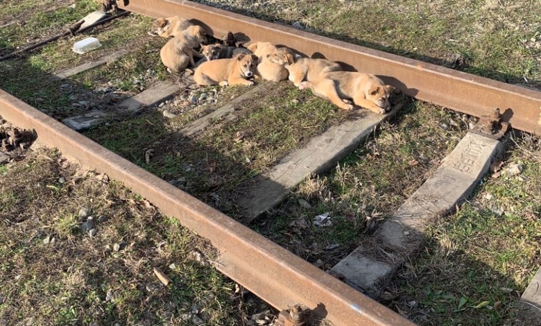 The heartbreaking sight of these unfortunate puppies and their deceased mother lying on a deserted railway line.