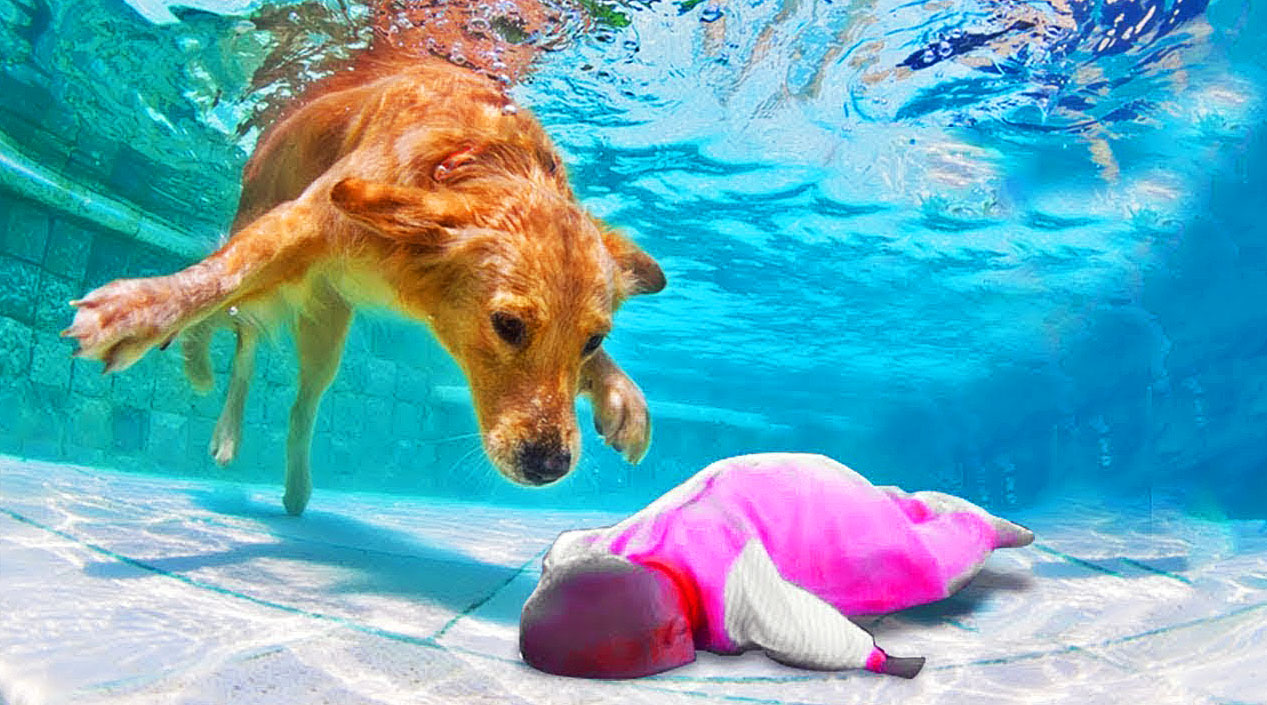 The heroic dog bravely plunged into the deep water to save the endangered child, surprising millions with its courage and determination.