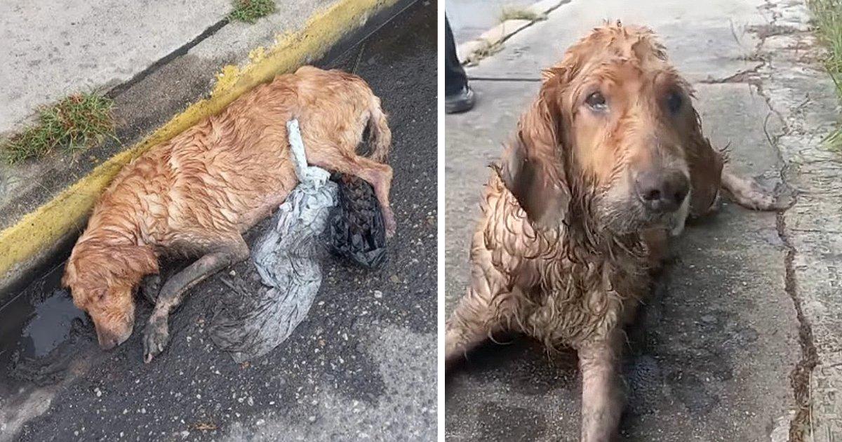 The scene that made millions of hearts ache: Rescue The poor dog, exhausted from hunger and thirst, crawled along the street, soaked in the rain, waiting for more help.