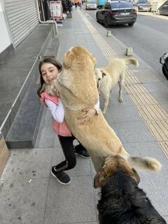 Touching moment: The 7-year-old girl received a warm hug from her pet dog after school, warming the hearts of millions, showing a deep friendship.