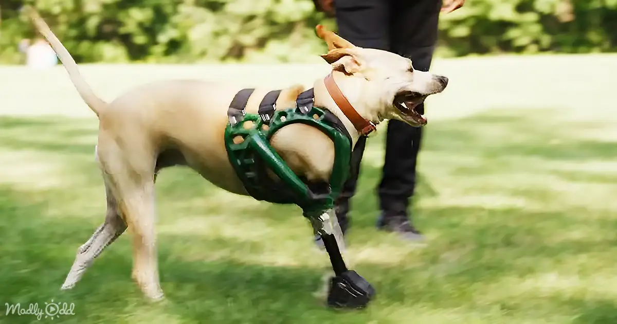 Tripod Dog Walks Again Thanks to Custom 3D Printed Leg