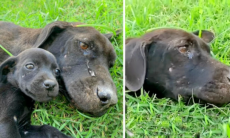 Unable to hold back her tears when the exhausted mother dog screamed for help because she needed food to save her cubs’ lives.