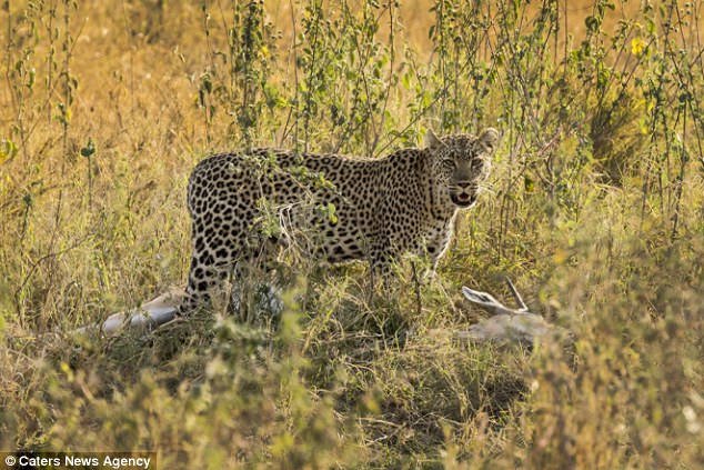 S-lay the table: The leopard is happy with its catch contemplates in which setting to invite its friend for dinner