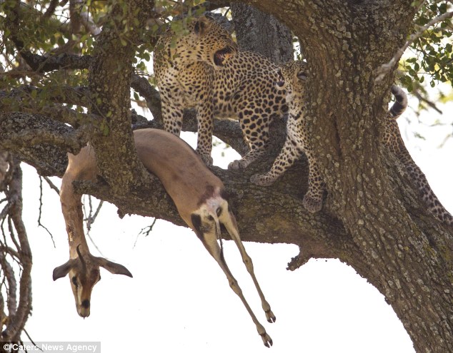 'Wash your paws!': Even a leopard mother cares about her little ones' manners at the dinner table