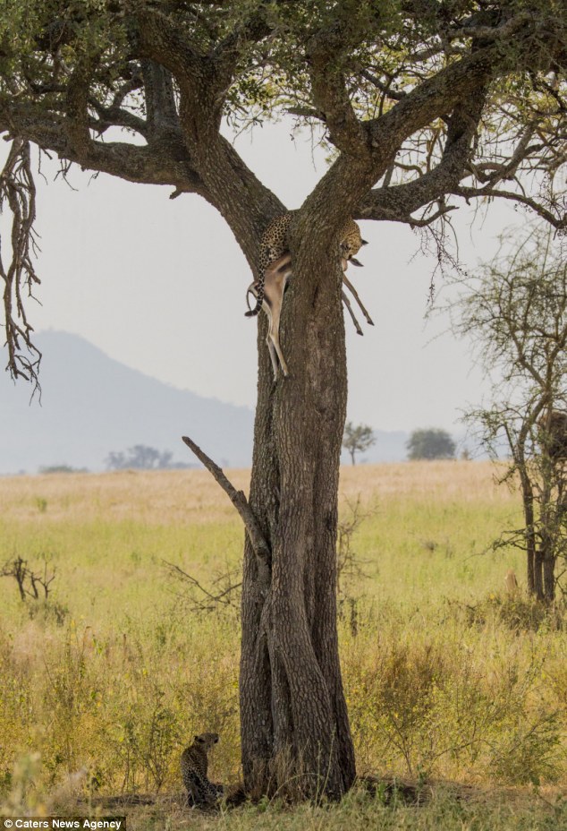 Come dine with me: A younger leopard, believed to be the cub of a hunting mother, looks longing towards the dinner presented at the top of the tree
