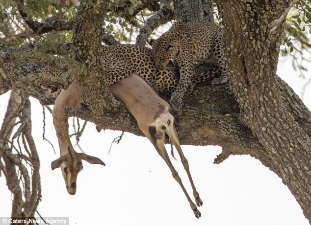 Munch time: The leopardess and her cub start enjoying the fruits of her labour - gazelle for dinner