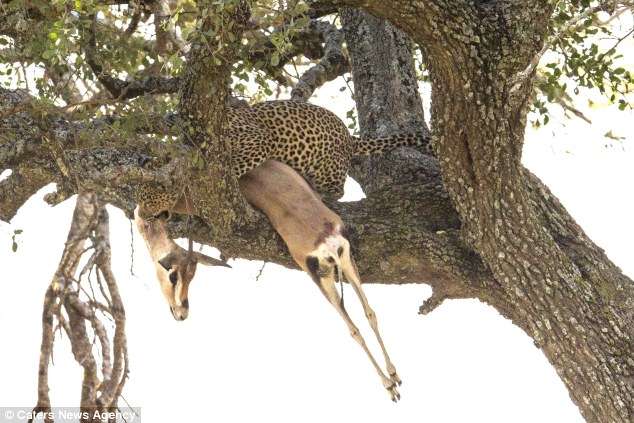 'Dinner is ready!': The leopardess roars to the cub on the ground as she places the gazelle over a branch