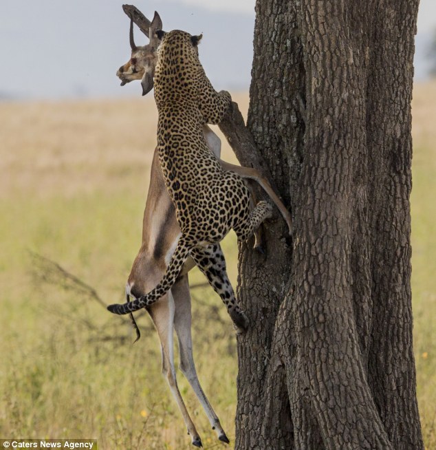One step at a time: With astonishing strength, the leopard hauls the gazelle up the trunk by the neck
